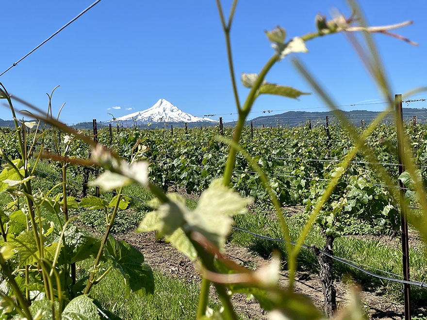 Mt Hood