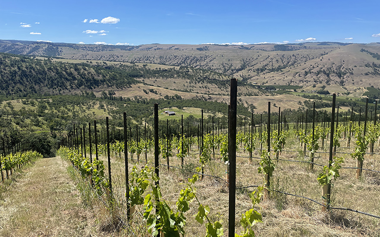 Wind Horse Vineyard