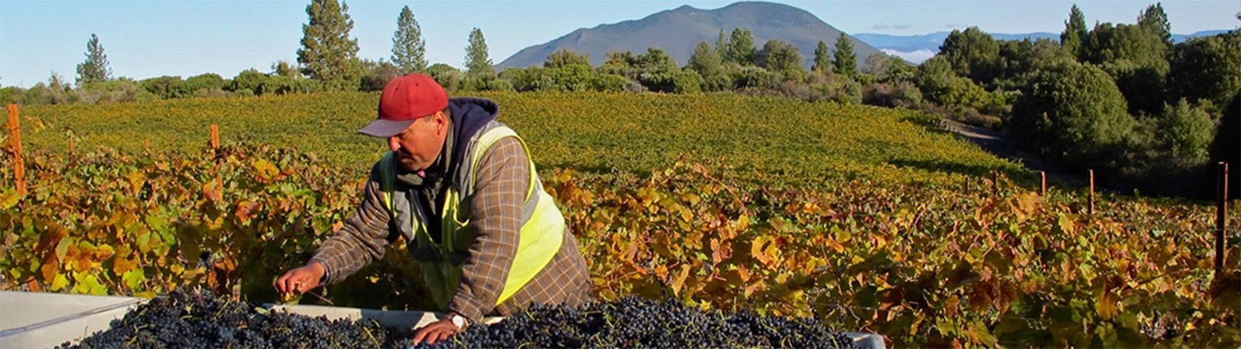 Harvest Grapes in the Vineyard