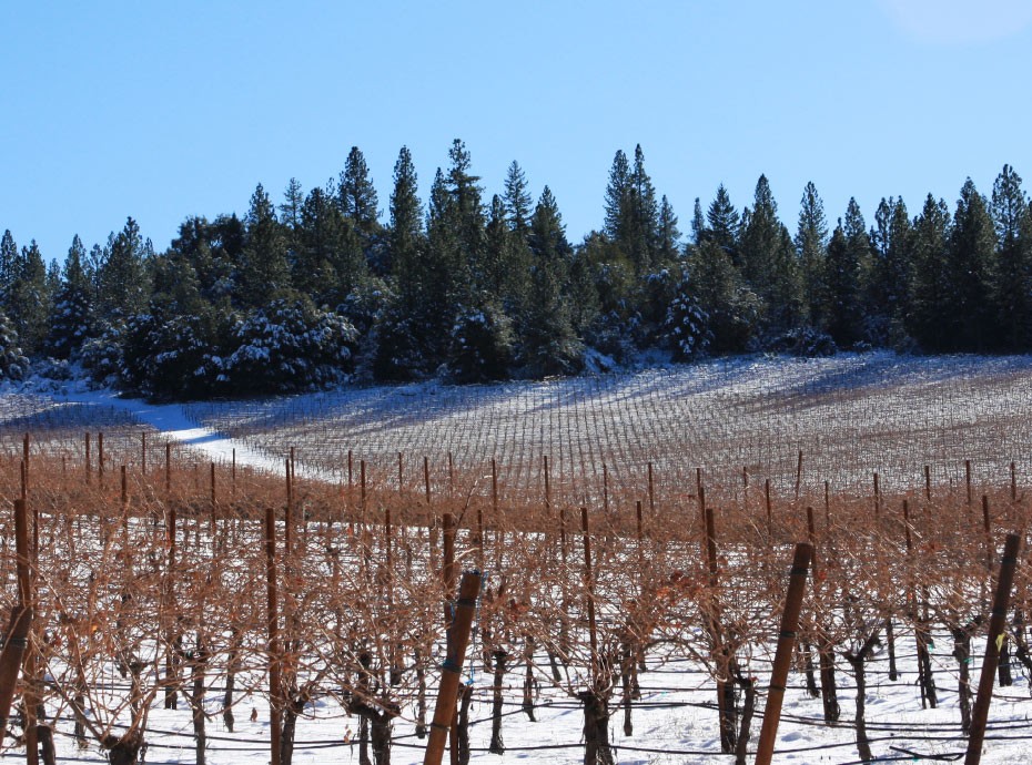 Vineyard In Winter