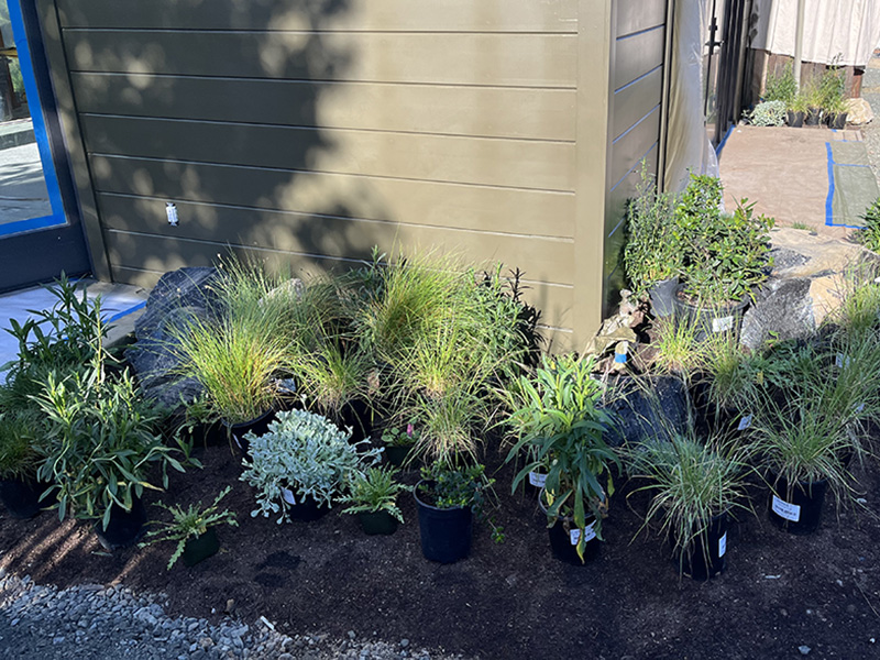 Arpad's garden