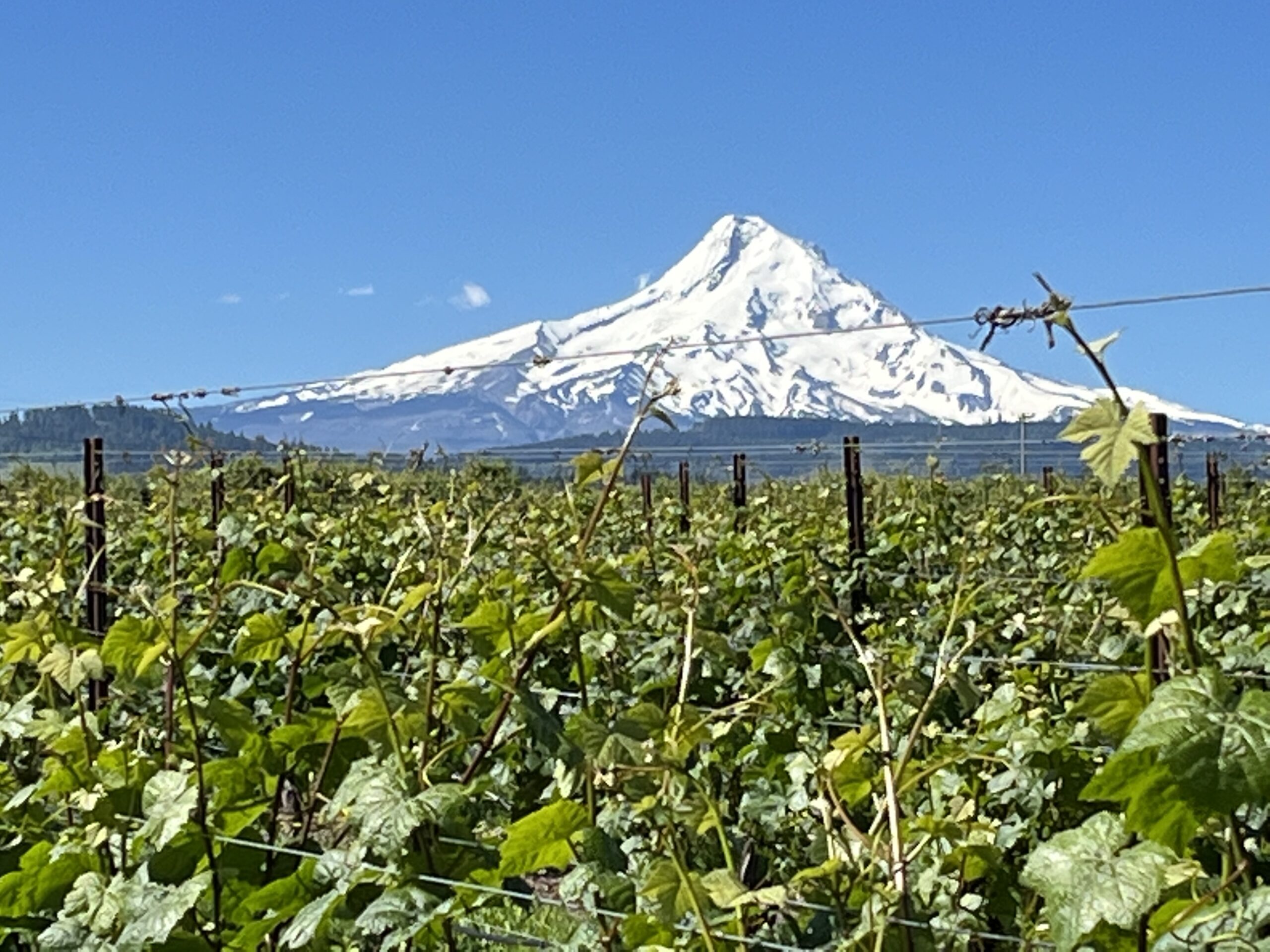 Mt Hood Oregon