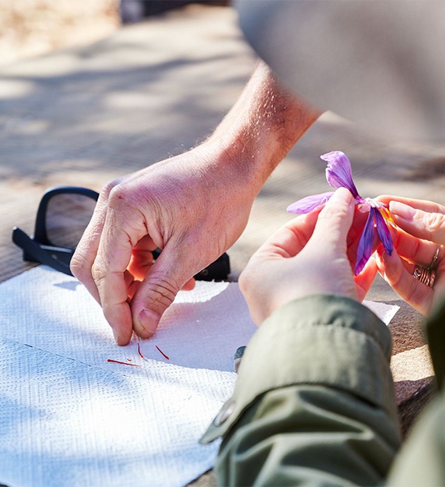 People harvesting saffron