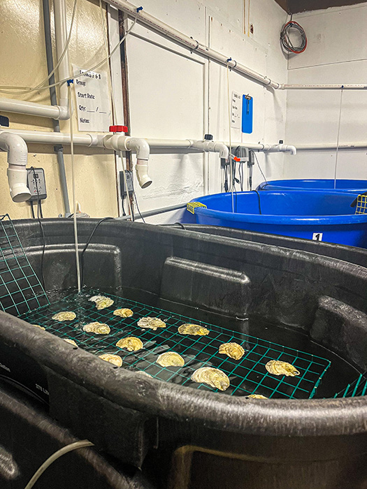 hatchery3