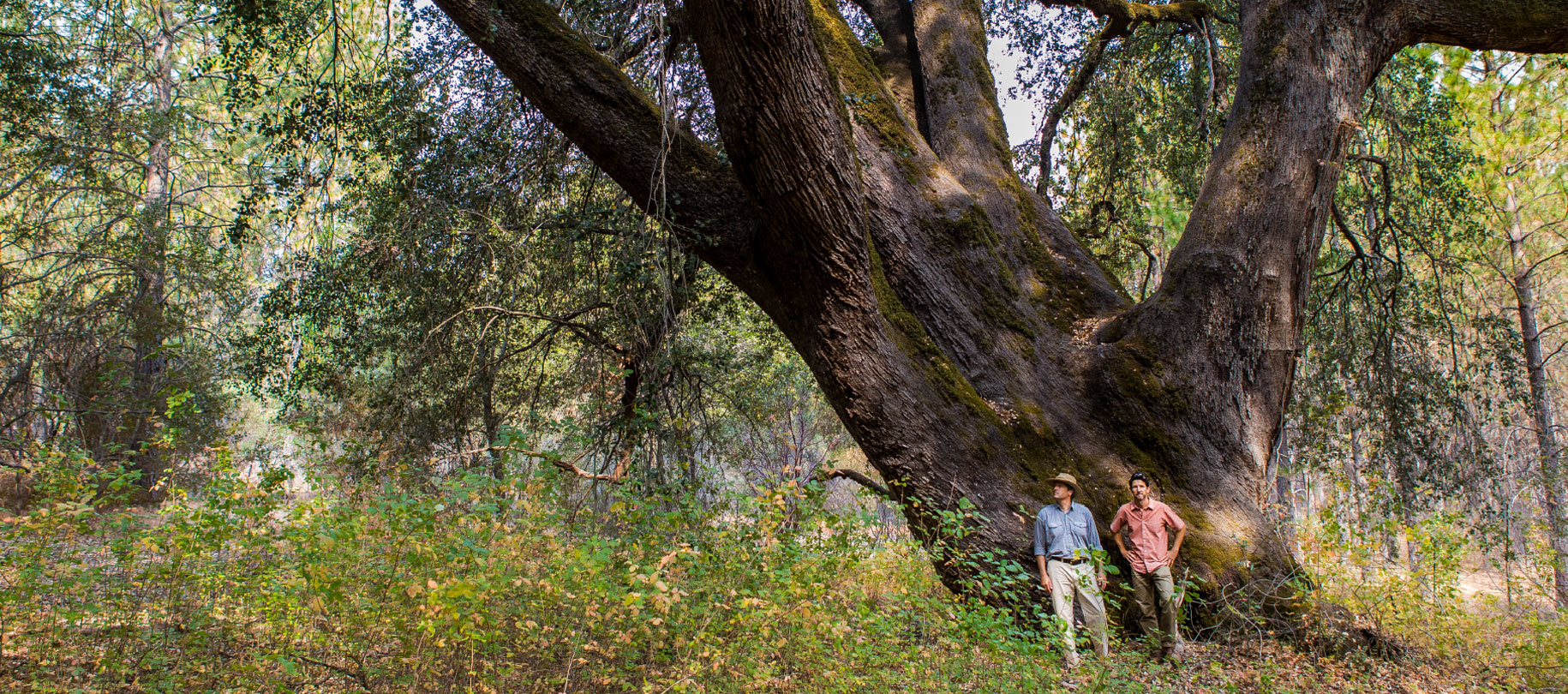 Obsidian Wine Co founders standing under a large tree